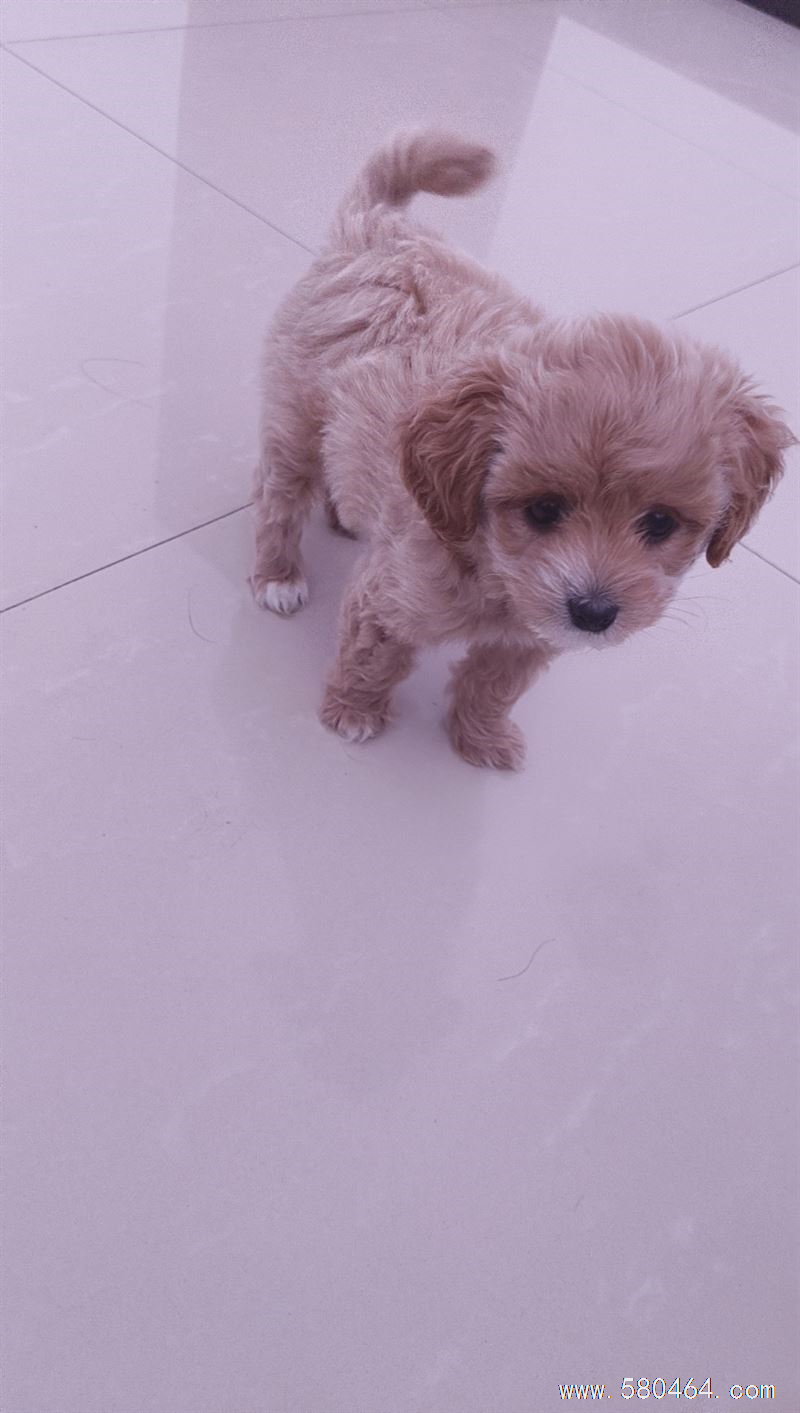 卖狗不到俩月。