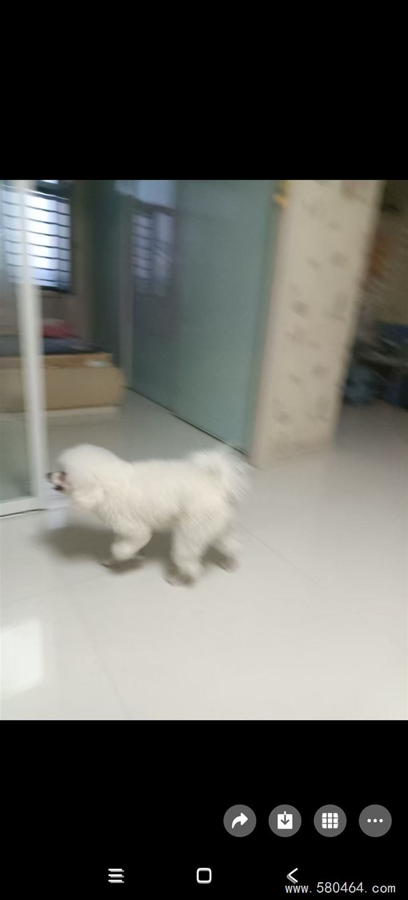 比熊狗狗
