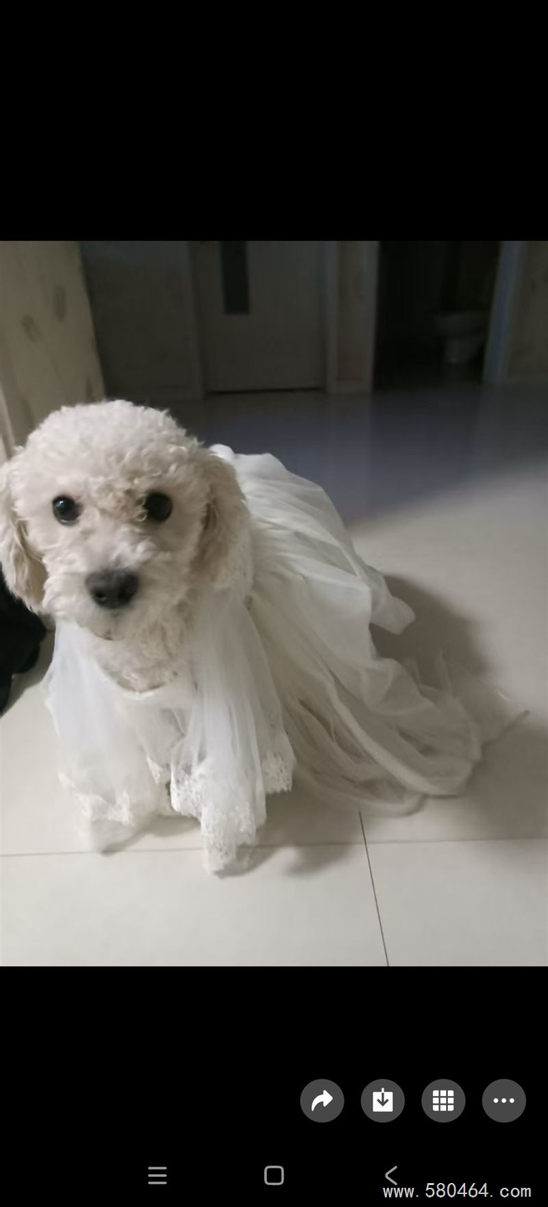 比熊狗狗