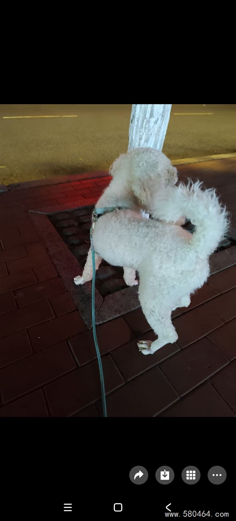 比熊狗狗