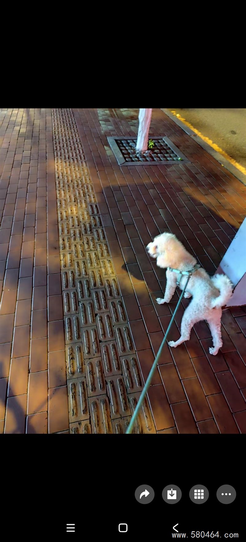 比熊狗狗